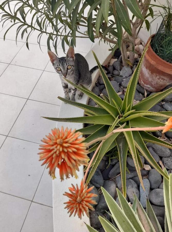 B&B Sereia Azul Boa Vista Sal Rei Dış mekan fotoğraf